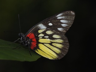 _6073096
