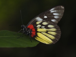 _6073098