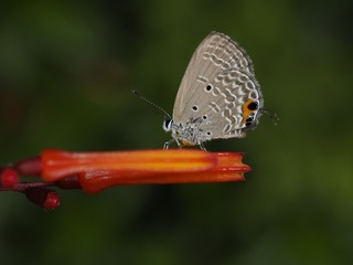 _6073119