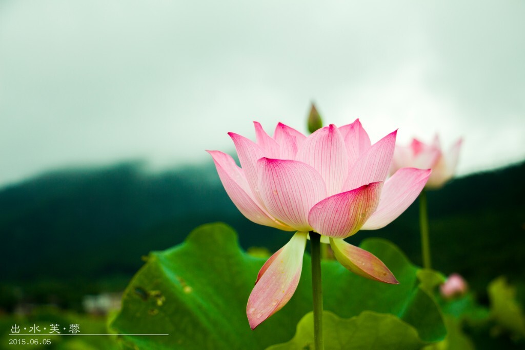 荷花2