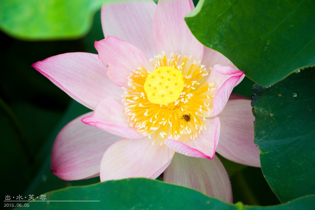 荷花4