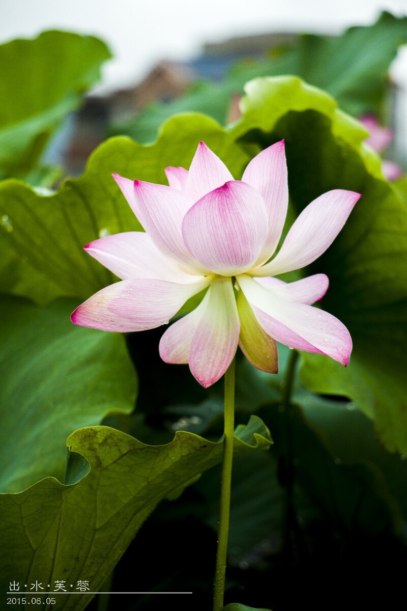 荷花5