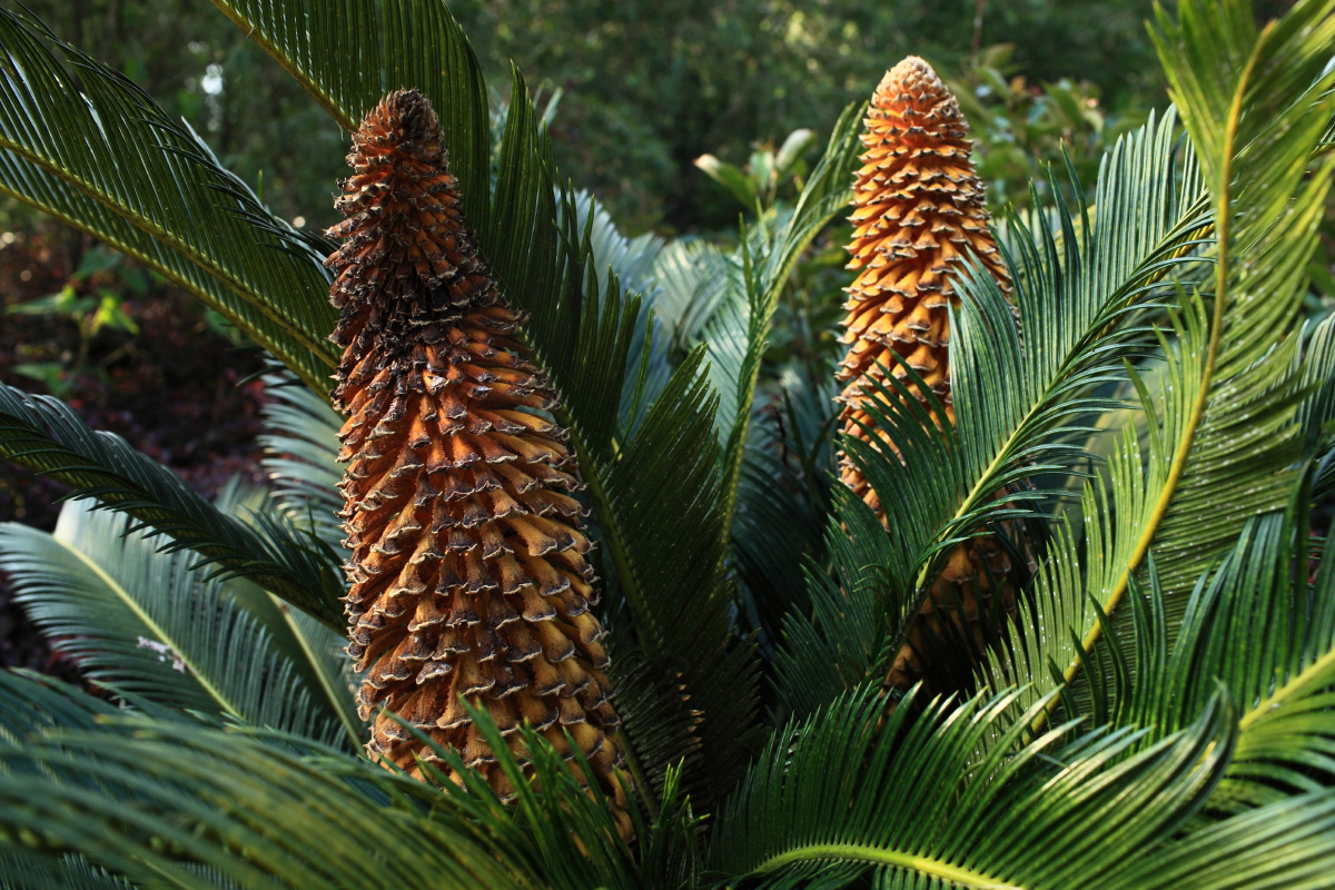 属于裸子植物门,苏铁纲,苏铁目,苏铁科,苏铁属.果实有毒,不可食用.