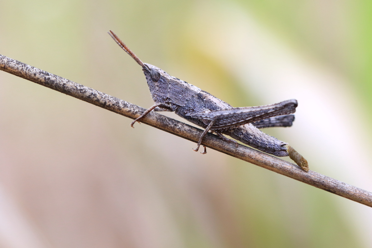 草蜢在不同环境里呈现不同颜色