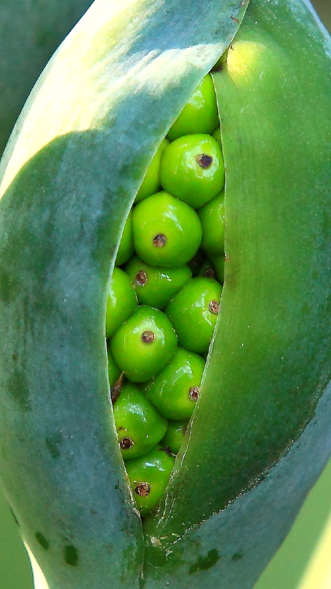 滴水观音的种子,种子颜色逐渐由绿色变为红色,当成熟时,就会撑开外面