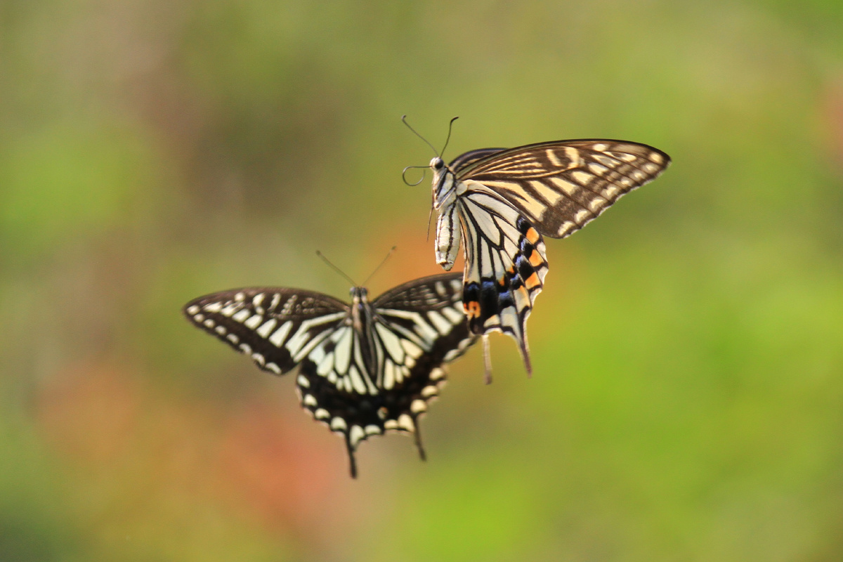 两只蝴蝶翩翩起舞