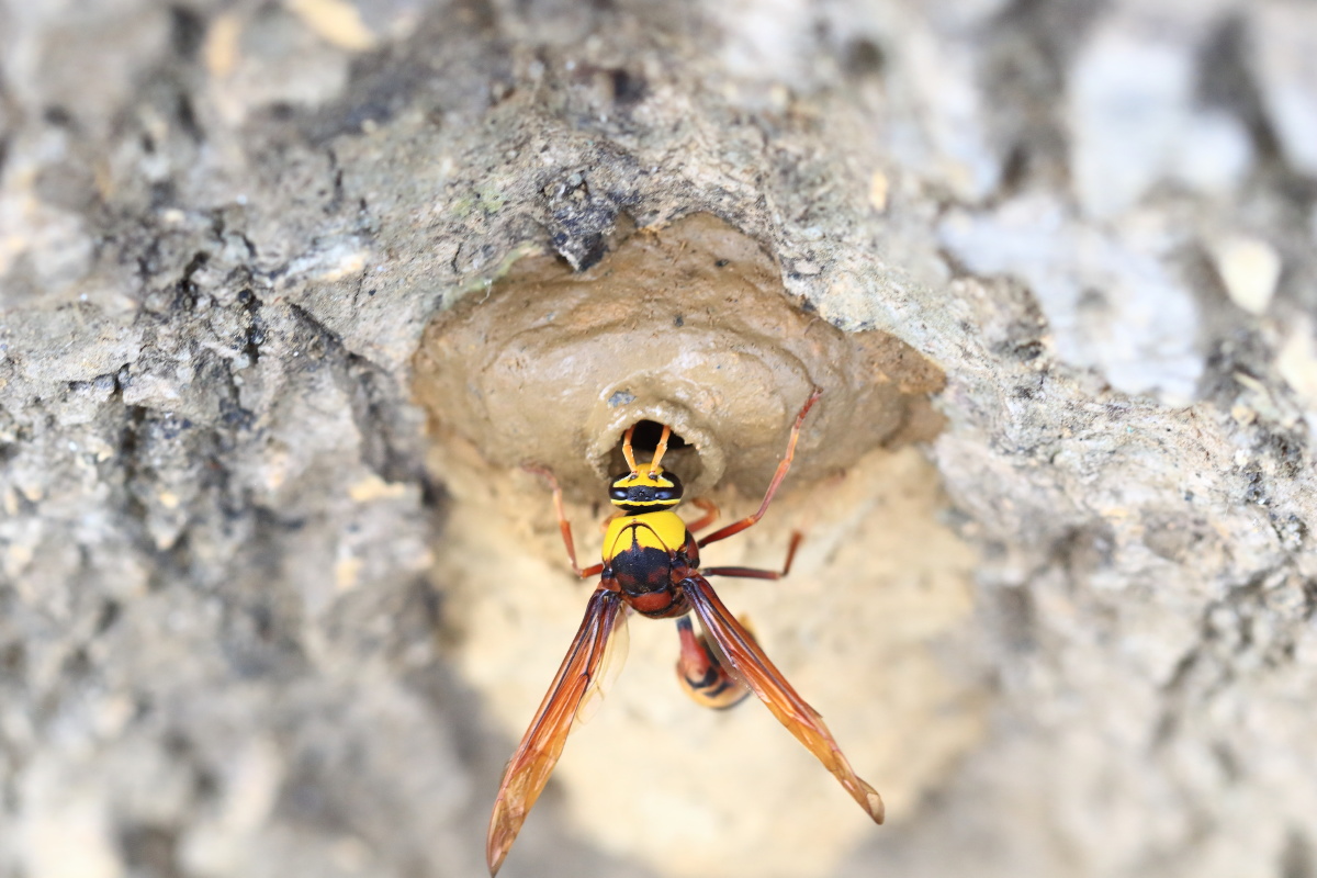 黄蜂筑巢