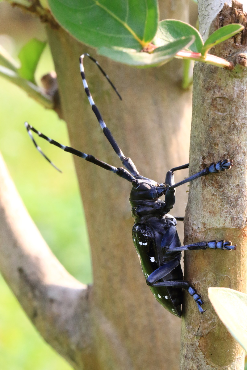 天牛- 昨夜de酒 - 图虫