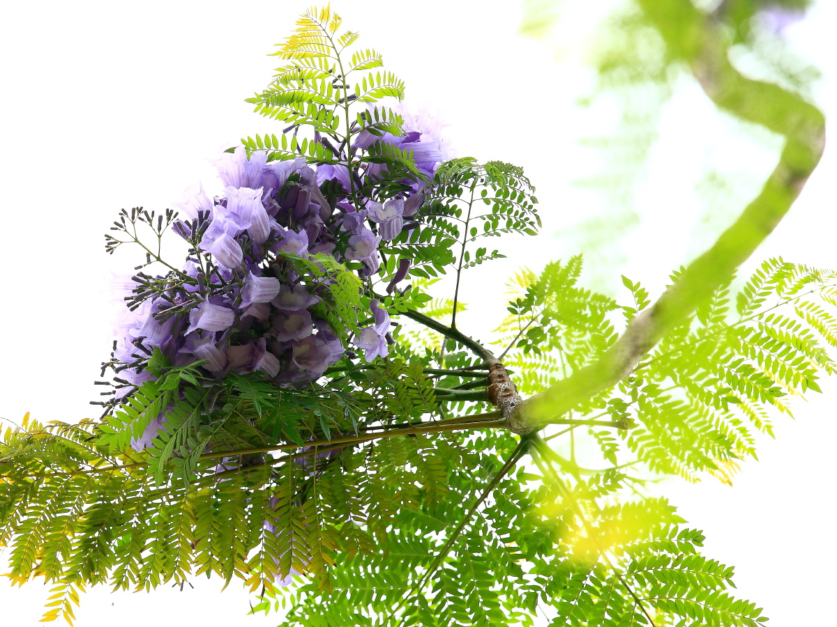 蓝花楹是紫葳科蓝花楹属落叶乔木高达15米叶对生为2回羽状复叶小叶