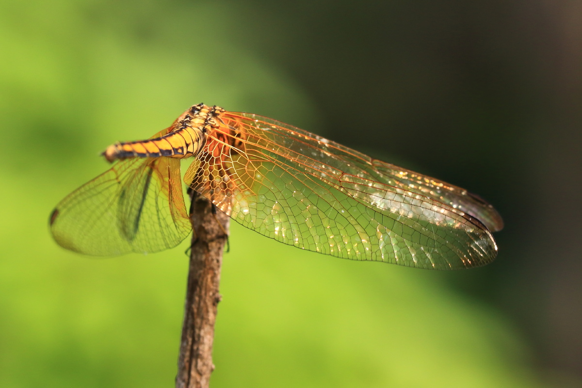 黄蜻蜓