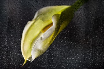 雨中花