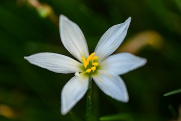 花芯