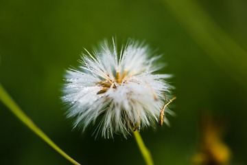 晨露
