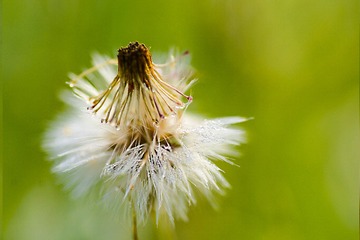 花伞