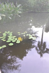 池塘一角