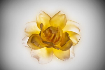 月季