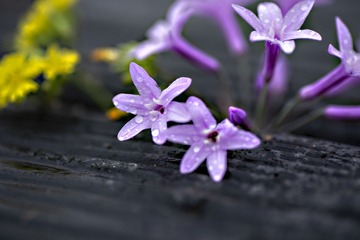 小花