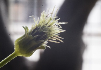 野菊花芯