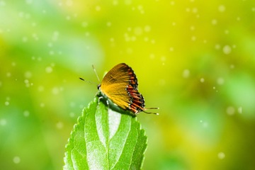 梦幻