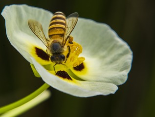 野蜂