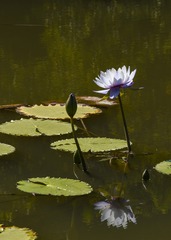 莲
