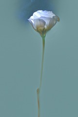 桔梗 （水彩画）