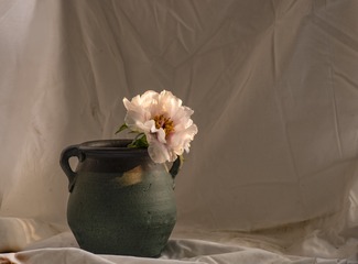 牡丹（油画拍摄）