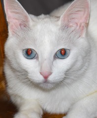 猫眼看世界