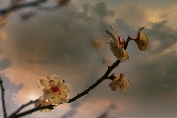 暗香浮动月黄昏