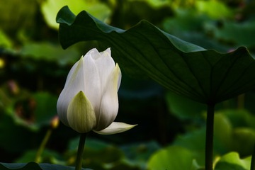 呵护