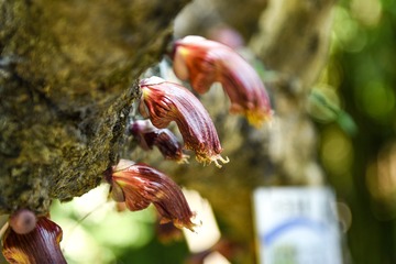 十字架花