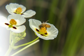 野蜂2