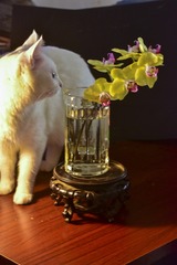 欣赏，猫与兰花