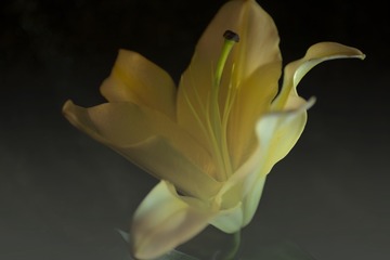 百合