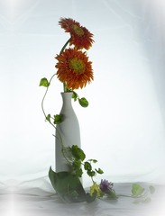 太阳菊