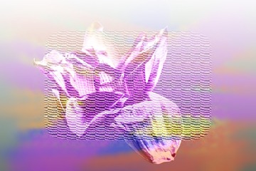 荷变