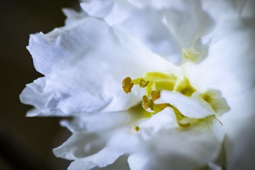 茶花