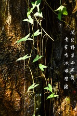 野草闲花