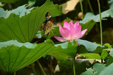 小玩意