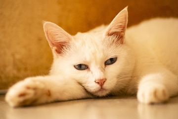 猫生无聊