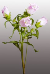 玲铛花