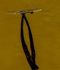 蜻蜓