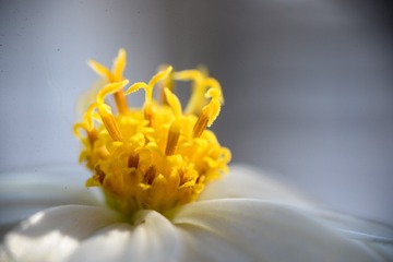 花蕊