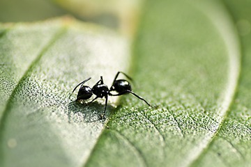 小精灵