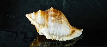 海螺