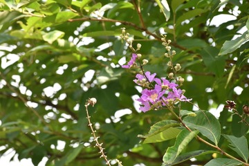 626 (13)