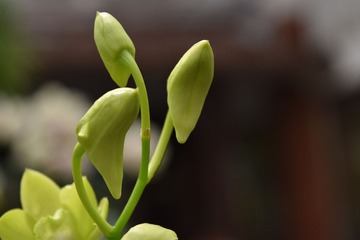 8 (17)