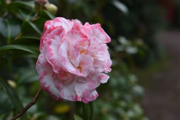 DSC_0058_00002