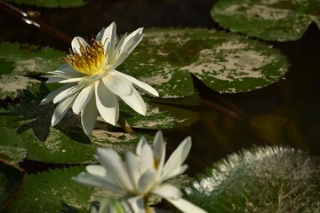 植物 (59)