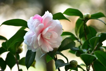 植物 (67)